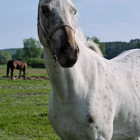 B12 Balkon Mit Naturblick & Nutzung Der Wellness- & Aktivbereiche Im Pine Hill Zirchow